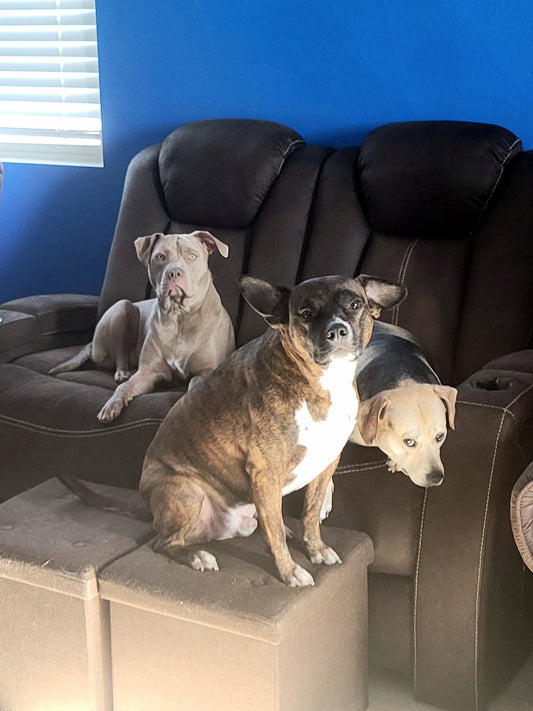 Three Desert Pitties pitbulls sitting on the couch